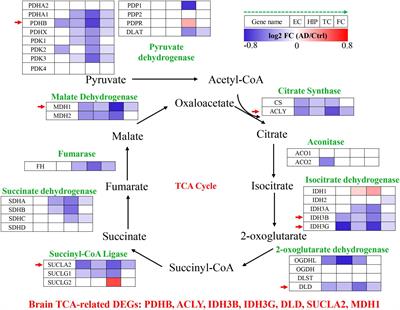 Systemic alterations of tricarboxylic acid cycle enzymes in Alzheimer’s disease